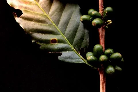 Green coffee beans Stock-Fotos