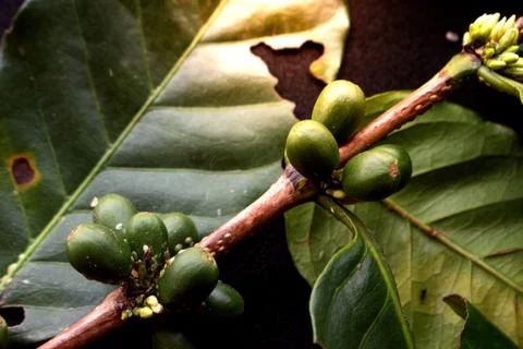 Green coffee beans Stock Photos