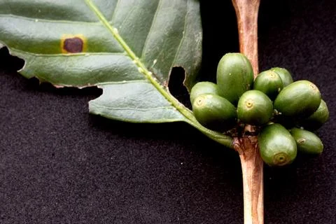 Green coffee beans Stock Photos