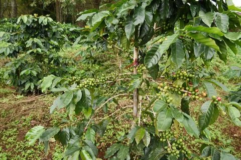 Green coffee beans Stock Photos