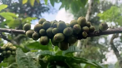 Green Coffee Beans Stock Photos