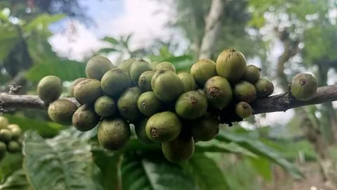 Green Coffee Beans Stock Photos