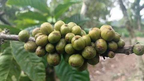Green Coffee Beans Stock Photos