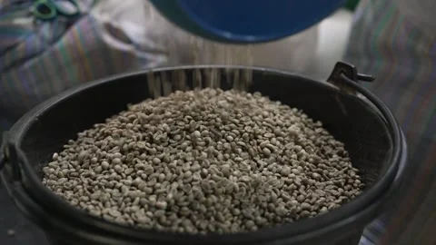 Green Coffee Beans Pouring Into Processing Bin Stock Footage 323189090