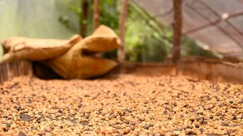 Green coffee beans in production process of plantation Stock Photos