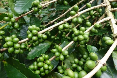 Green coffee beans on stem 스톡 사진