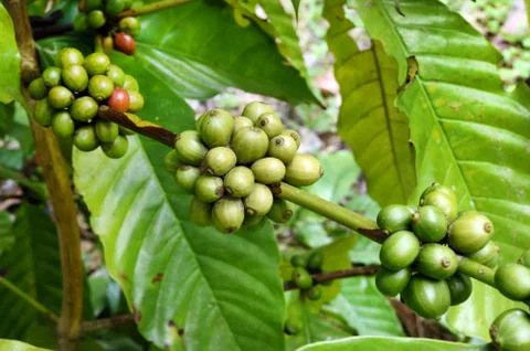 Green coffee beans on stem Stock Photos