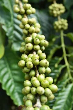 Green coffee beans on stem Stock Photos