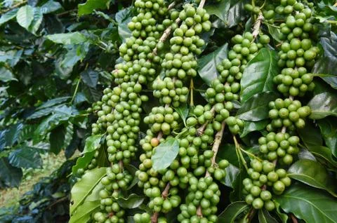 Green coffee beans on stem Stock Photos