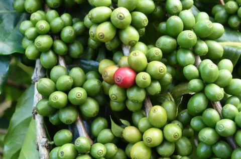 Green coffee beans on stem Stock Photos