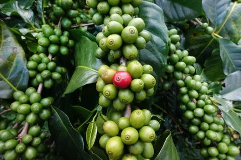 Green coffee beans on stem Stock Photos