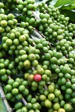Green coffee beans on stem Stock Photos