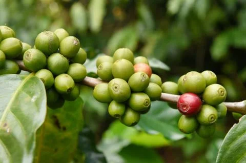 Green coffee beans on stem 写真素材