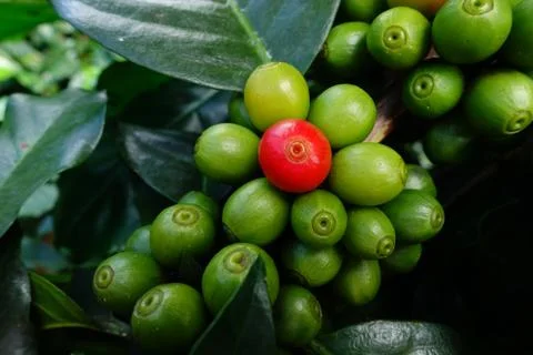 Green coffee beans on stem Stock Photos