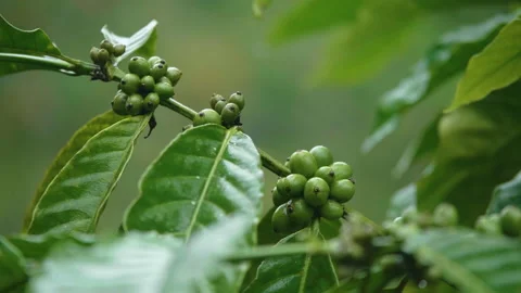 Green Coffee Beans on Tree, Bali Stock Footage 147265545
