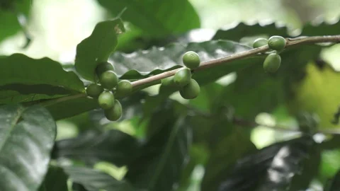 Green coffee beans on the tree in the jungle Video stock 129826282