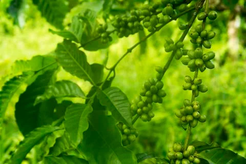 Green coffee beans on the tree Foto stock