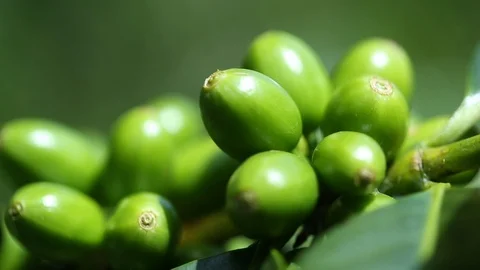 Green Coffee Berries 2 Stock Footage 122855470