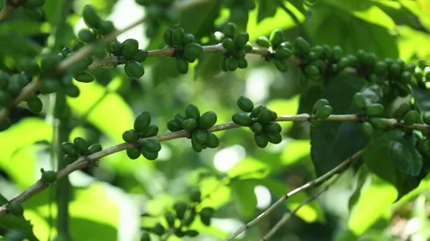 Green Coffee Berries in the afternoon Stock Footage 248788604