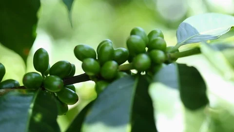 Green Coffee Berries Video stock 122864928