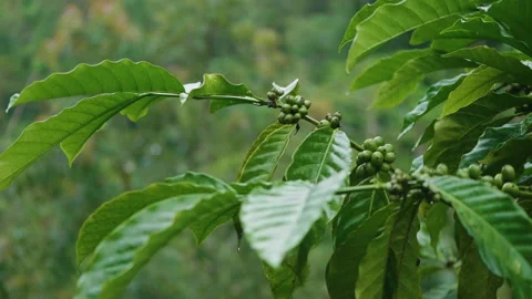 Green Coffee on Branch, Bali Stock Footage 147259754