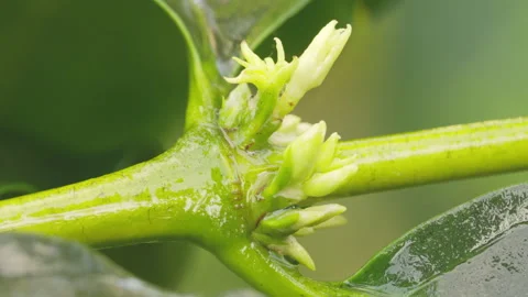 Green coffee buds developing in small clusters along the nodes of tree branch Video stock 274540205