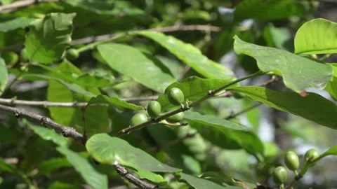 Green coffee on the bush. Stock Footage 145918734