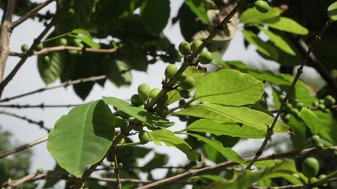 Green coffee on the bush. Stock Footage 145920214