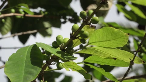 Green coffee on the bush. Stock Footage 145921159