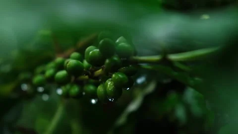 Green Coffee Cherries on coffee trees. Видео 143647622