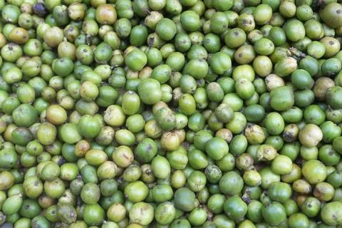 Green Coffee Cherries Full Frame Background Foto stock