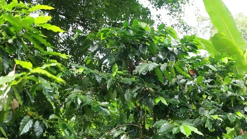 Green Coffee Cherries Growing on Coffee Tree in Tropical Plantation Stock Footage 337909223