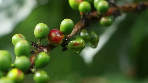 Green Coffee Cherries Growing on Coffee Tree in Tropical Plantation Stock Footage 337909428
