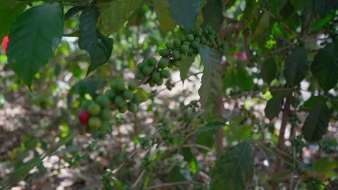 Green Coffee Cherry The Origin of the Unroasted Bean Stock Footage 292848748