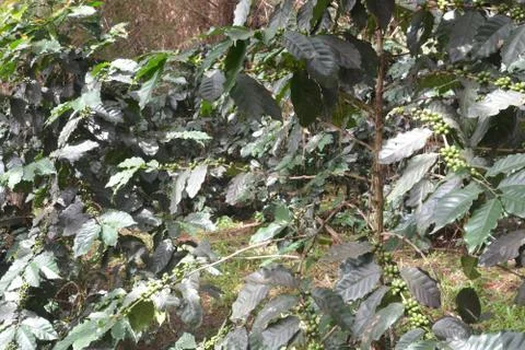 Green coffee cherry on tree Stock Photos