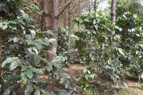 Green coffee cherry on tree Stock Photos