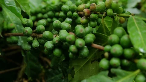 Green coffee fruit Stock Footage 162779382