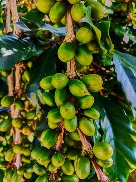 Green Coffee fruit Stock Photos