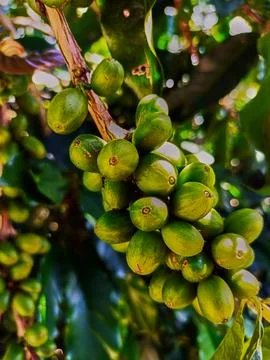 Green Coffee fruit Stock Photos
