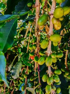 Green Coffee fruit Stock Photos