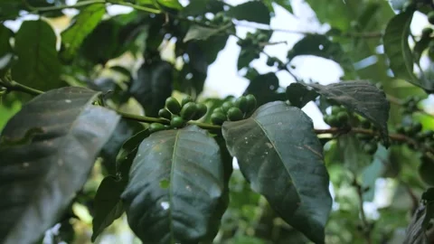 Green coffee fruits on a coffee tree branch, in Ethiopia Stock Footage 200216650