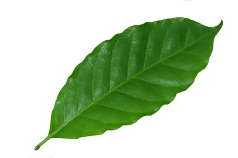 ​green, Coffee leaf  ​isolated on white​ background.​  Stock Photos