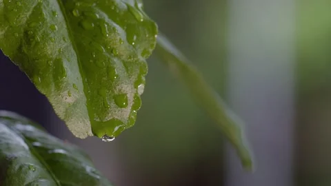 Green coffee leaf with water drop. Stock Footage 199472596