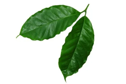 Green​, Coffee leaves ​isolated on white​ background.​ Stock Photos