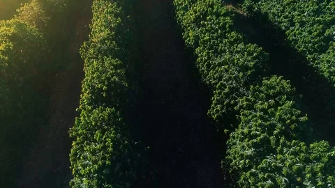 Green Coffee Rows Seen From A Drone Stock Footage 113571748