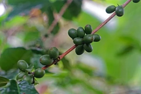 Green coffee tree Stock Photos
