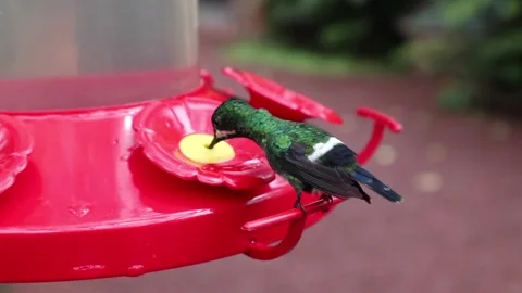 Green Colibri drinks multiple times from a feeding station Stock Footage 183077859
