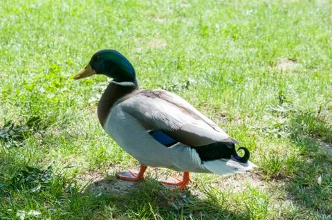 Green collar ducks Stock Photos