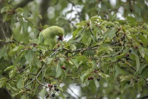 Green collared parakeet in the wild cherry tree Stock Photos