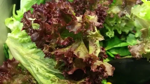 GREEN COLLECTION OF VEGETABLE SALAD Video stock 74411349